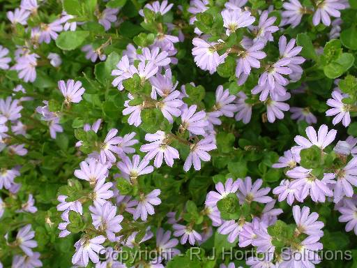 Scaevola flower 